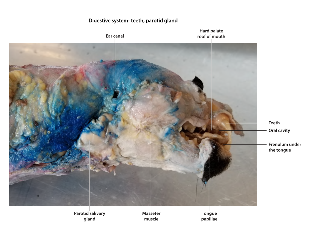 Digestive System Mink.Key