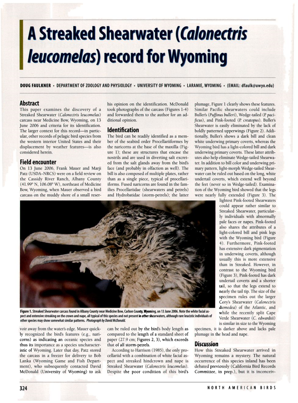 A Streaked Shearwater (&lt;I&gt;Calonectris Leucomelas&lt;/I&gt;) Record for Wyoming