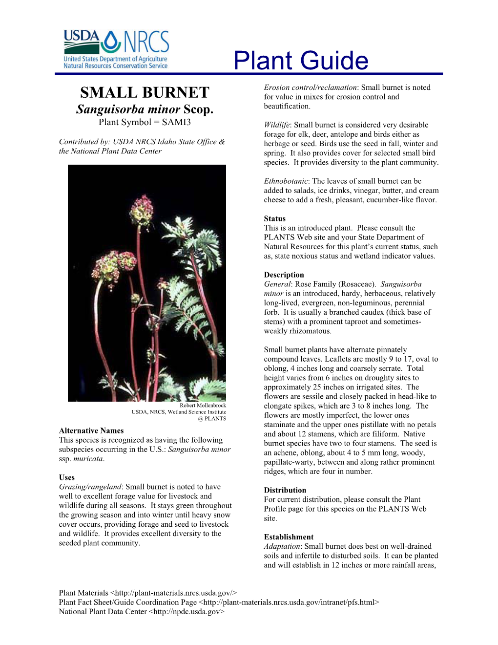 Small Burnet Is Noted SMALL BURNET for Value in Mixes for Erosion Control and Beautification