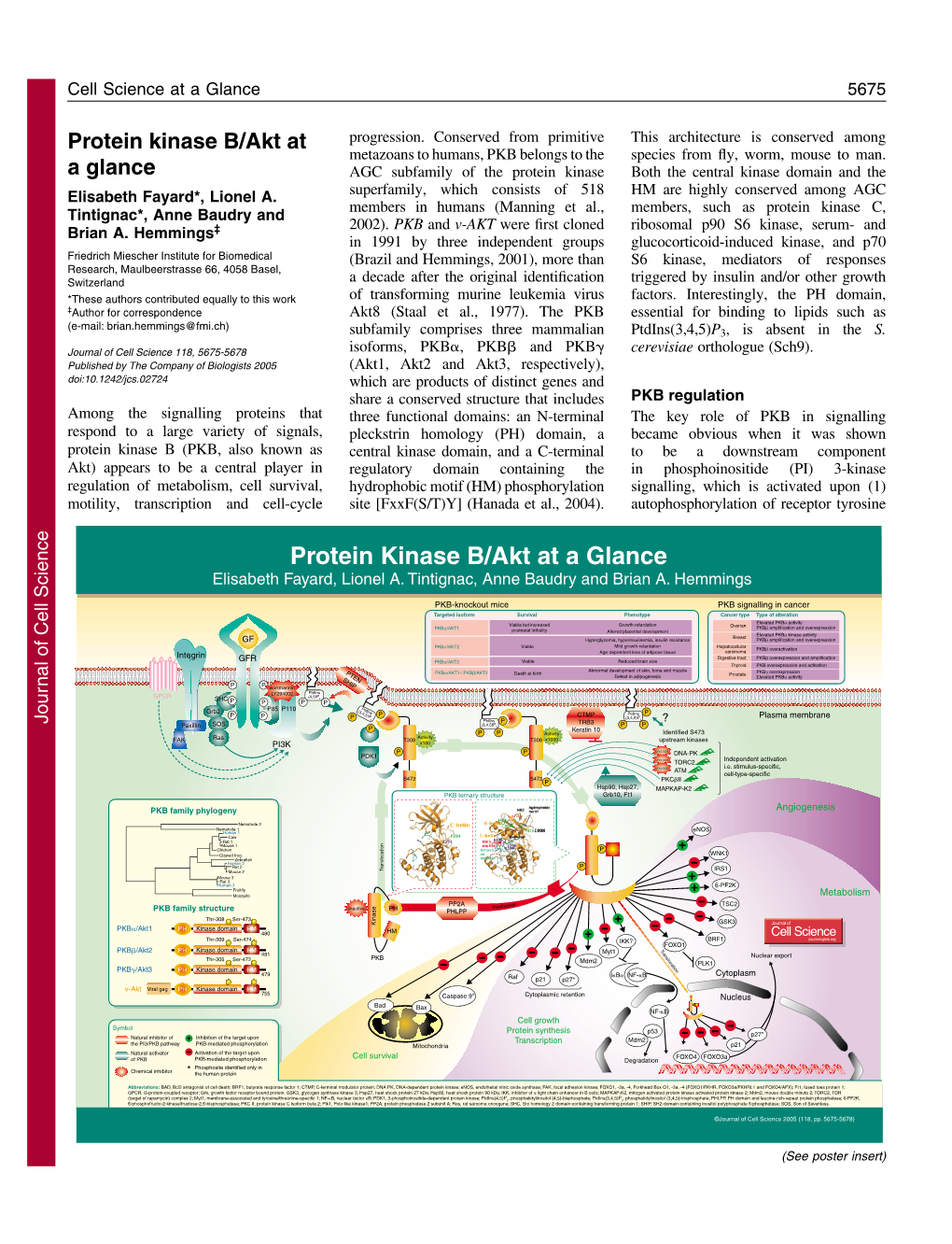 Protein Kinase B/Akt at a Glance Elisabeth Fayard, Lionel A