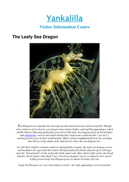 Leafy Sea Dragons Are Very Interesting to Watch-- the Leafy Appendages Are Not Used for Movement