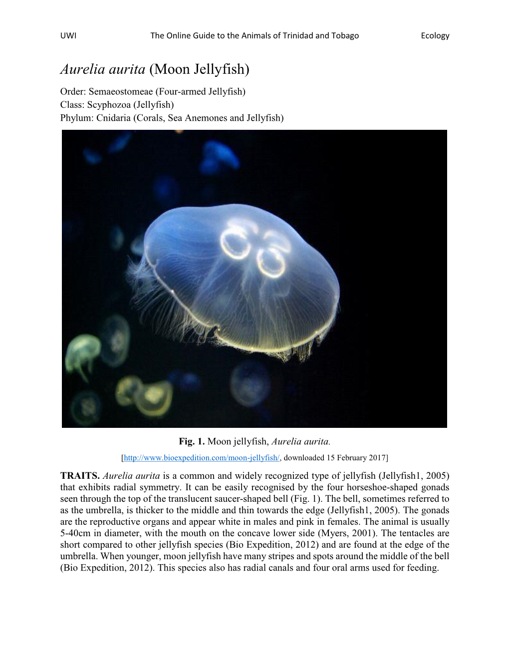 Aurelia Aurita (Moon Jellyfish) Order: Semaeostomeae (Four-Armed Jellyfish) Class: Scyphozoa (Jellyfish) Phylum: Cnidaria (Corals, Sea Anemones and Jellyfish)