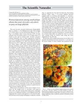 Protocooperation Among Small Polyps Allows the Coral Astroides
