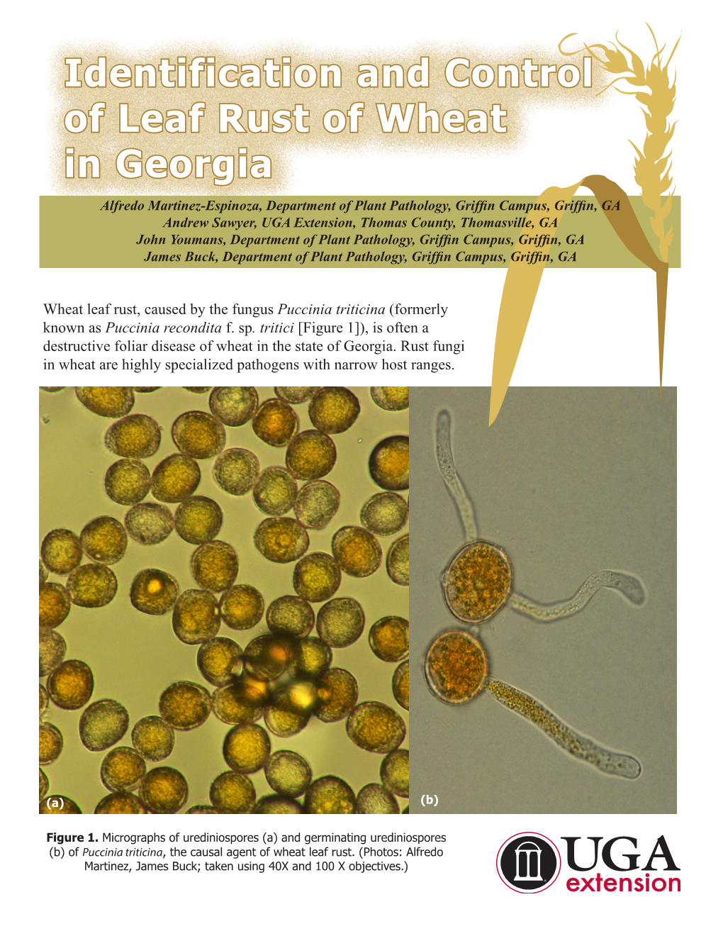 Identification and Control of Leaf Rust of Wheat in Georgia