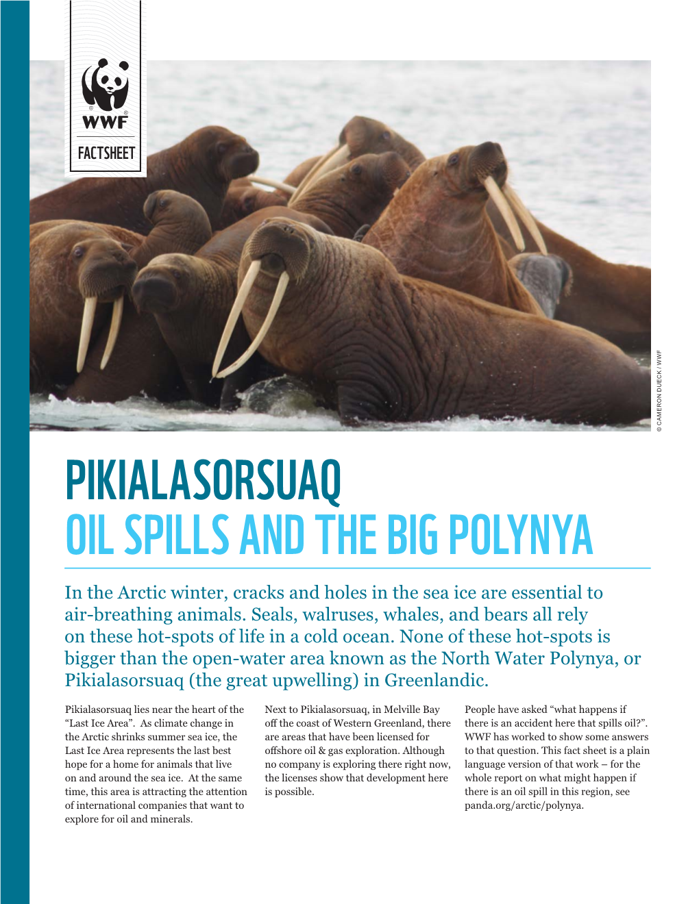 Pikialasorsuaq Oil Spills and the Big Polynya