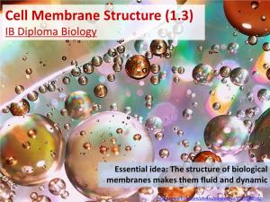Cell Membrane Structure (1.3) IB Diploma Biology