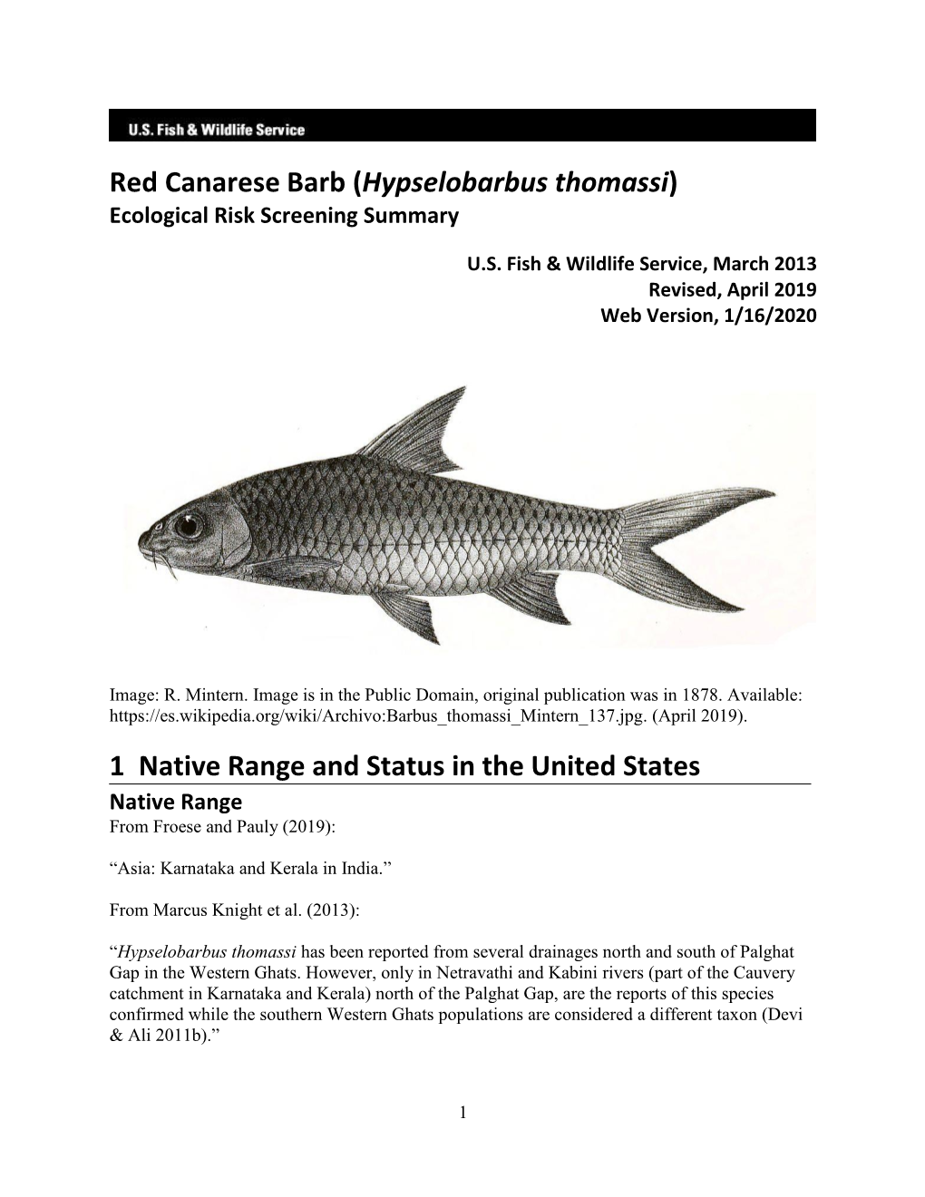 Red Canarese Barb (Hypselobarbus Thomassi) Ecological Risk Screening Summary