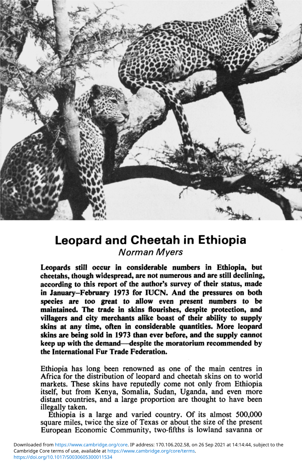 Leopard and Cheetah in Ethiopia