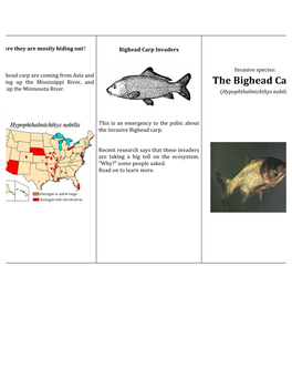 The Bighead Carp Are Coming from Asia and Swimming up the Mississippi River, and the Bighead Carp Coming up the Minnesota River