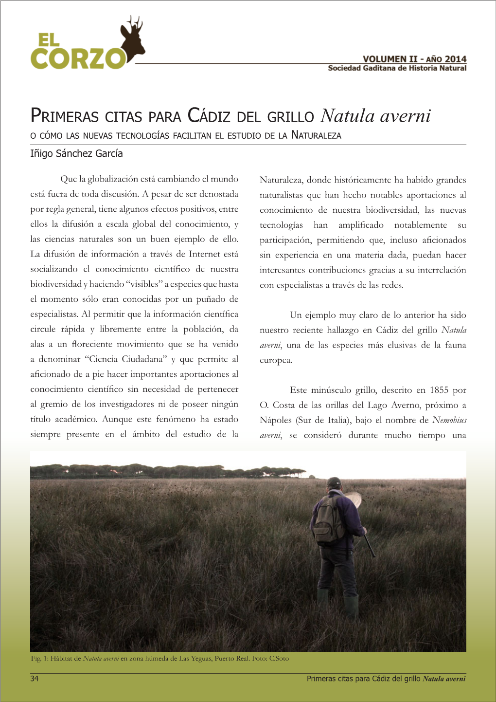 Primeras Citas Para Cádiz Del Grillo Natula Averni Especie Exclusiva De Italia