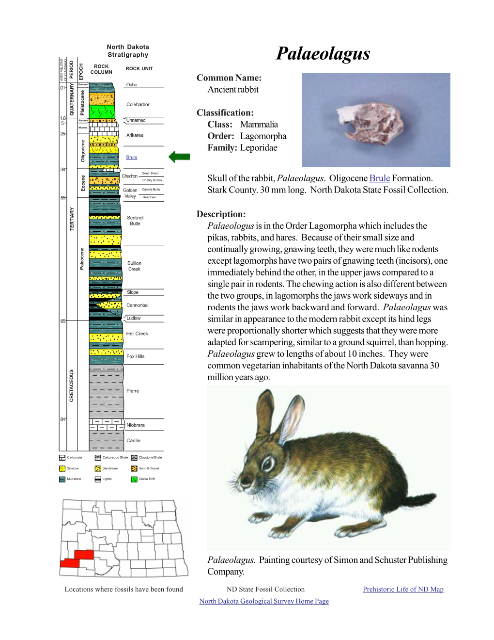 Palaeolagus ROCK ROCK UNIT COLUMN PERIOD EPOCH AGES MILLIONS of YEARS AGO Common Name: Holocene Oahe .01 Ancient Rabbit