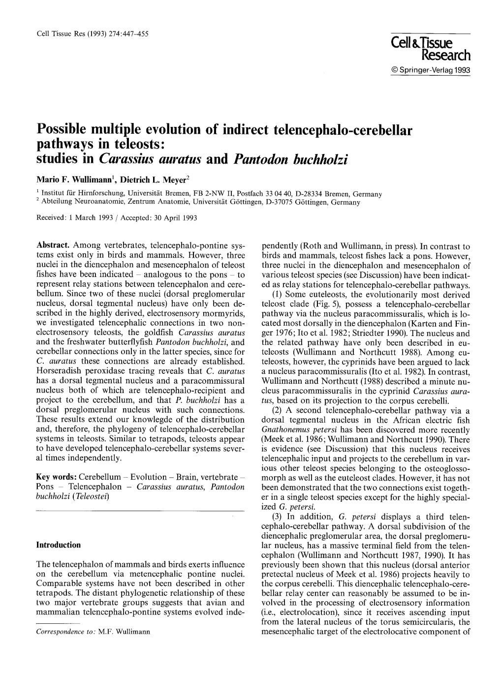 Possible Multiple Evolution of Indirect Telencephalo-Cerebellar Pathways in Teleosts: Studies in Carassius Auratus and Pantodon Buchholzi