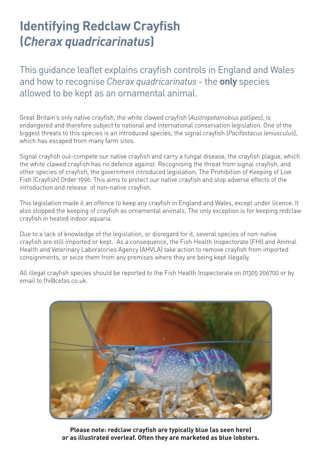 Identifying Redclaw Crayfish (Cherax Quadricarinatus)