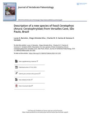 Description of a New Species of Fossil Ceratophrys (Anura: Ceratophryidae) from Versalles Cave, São Paulo, Brazil