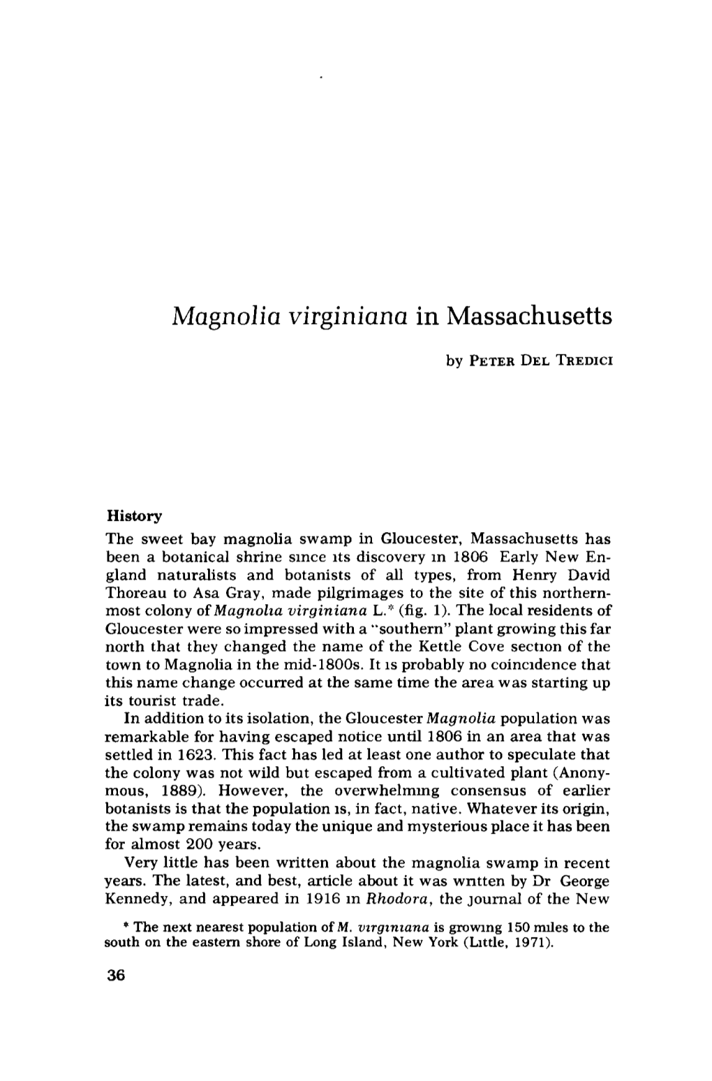 Magnolia Virginiana in Massachusetts