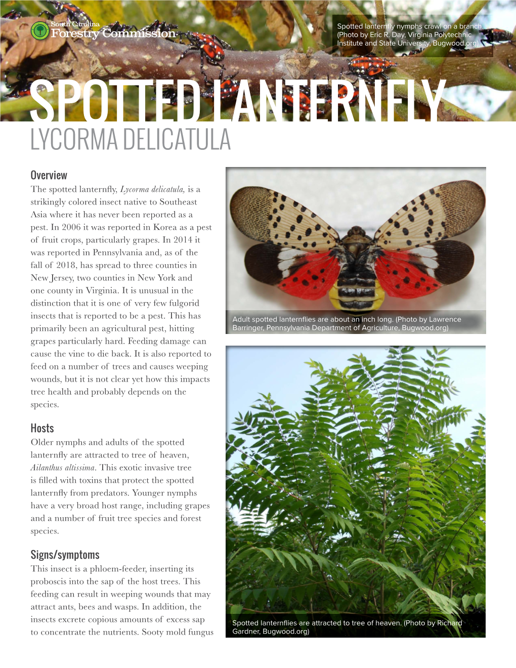 Spotted Lanternfly Nymphs Crawl on a Branch - DocsLib