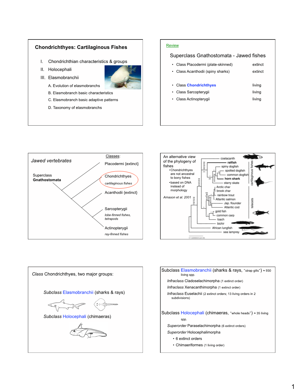 Chondrichthyes: Cartilaginous Fishes Superclass Gnathostomata