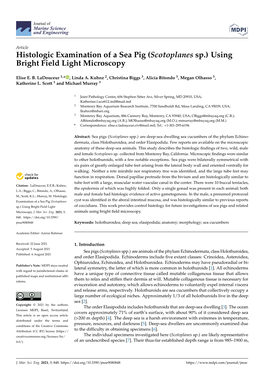 Histologic Examination of a Sea Pig (Scotoplanes Sp.) Using Bright Field Light Microscopy