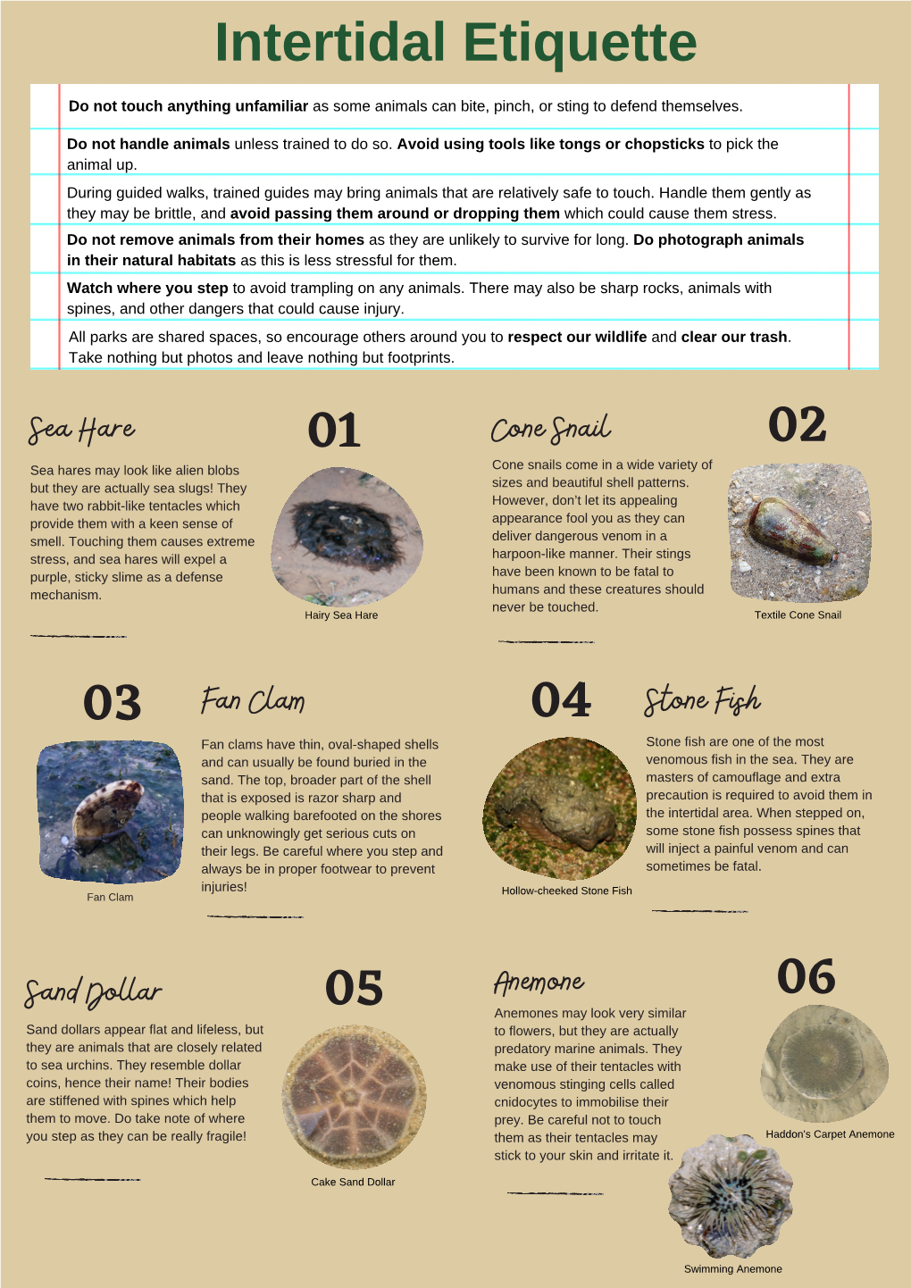 Download Our Intertidal Infographic