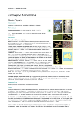 Eucalyptus Brookeriana Brooker's Gum Classification Eucalyptus | Symphyomyrtus | Maidenaria | Triangulares | Foveolatae Nomenclature