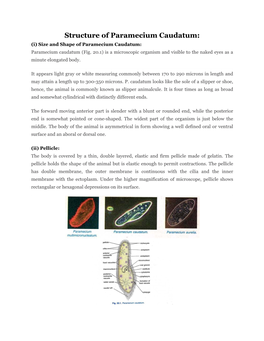 Structure of Paramecium Caudatum: (I) Size and Shape of Paramecium Caudatum: Paramecium Caudatum (Fig