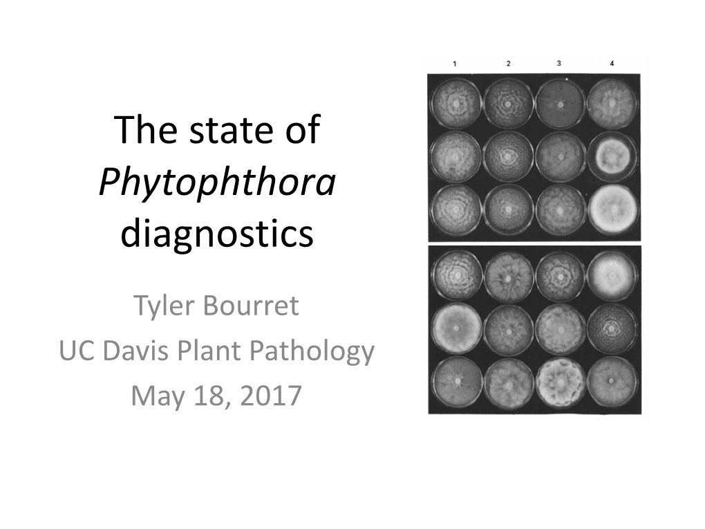 The State of Phytophthora Diagnostics