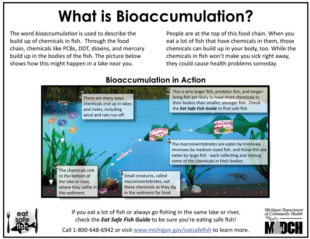 What Is Bioaccumulation? the Word Bioaccumulation Is Used to Describe the People Are at the Top of This Food Chain