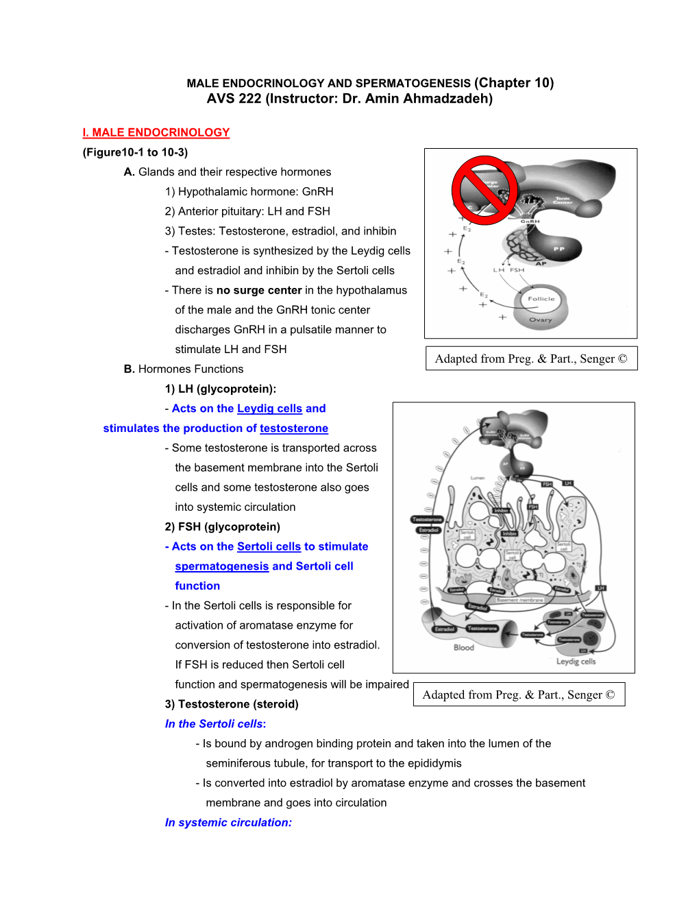 Male Endocrinology and Spermatogenesis.Pdf