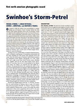 Swinhoe's Storm-Petrel