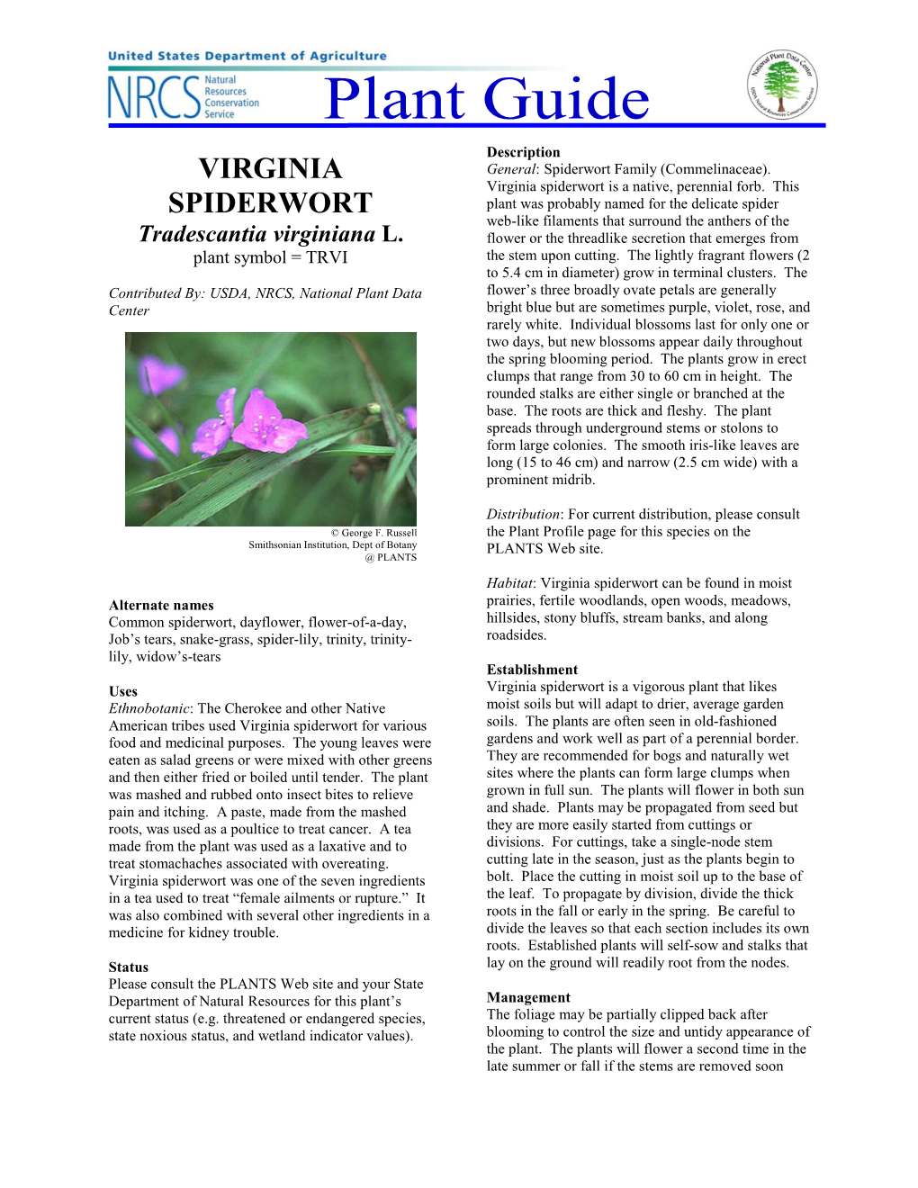 Virginia Spiderwort Is a Native, Perennial Forb