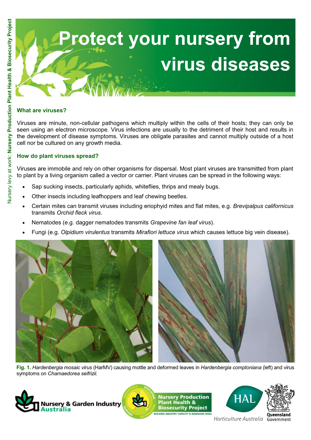 Protect Your Nursery from Virus Diseases