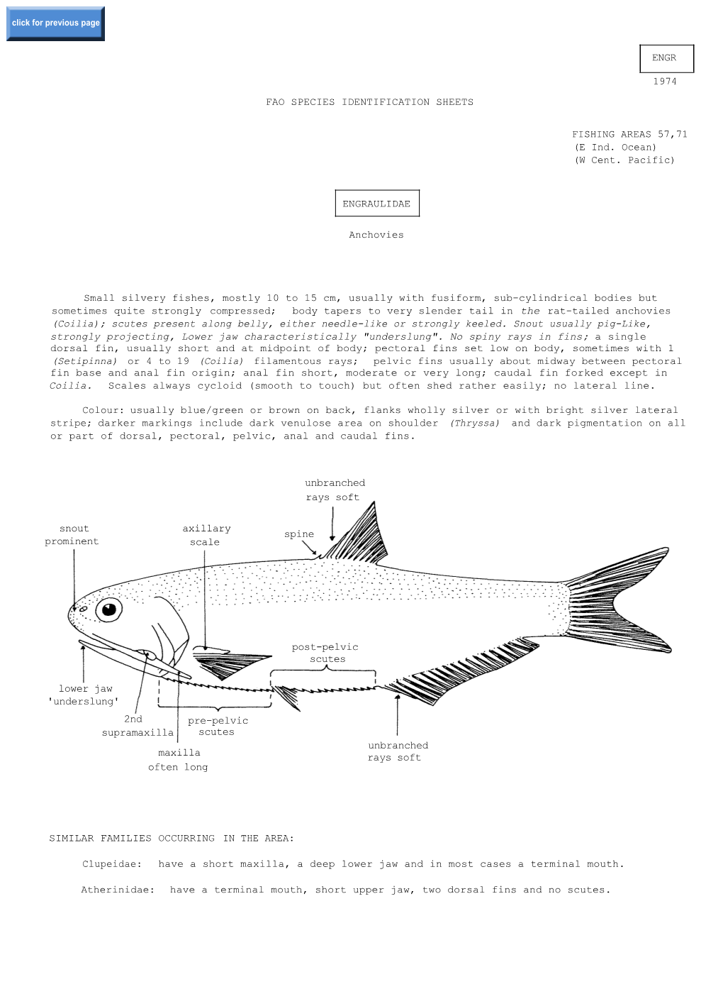 Fao Species Identification Sheets Engraulidae