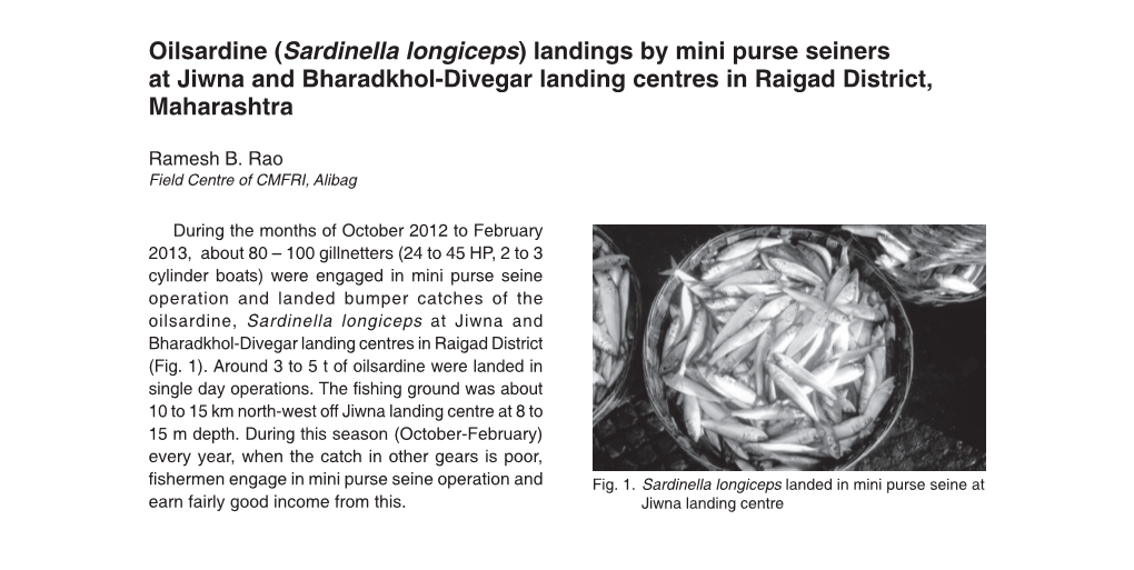 Sardinella Longiceps
