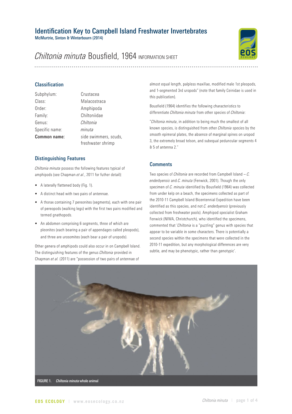 Chiltonia Minuta Bousfield, 1964 INFORMATION SHEET ECOLOGY