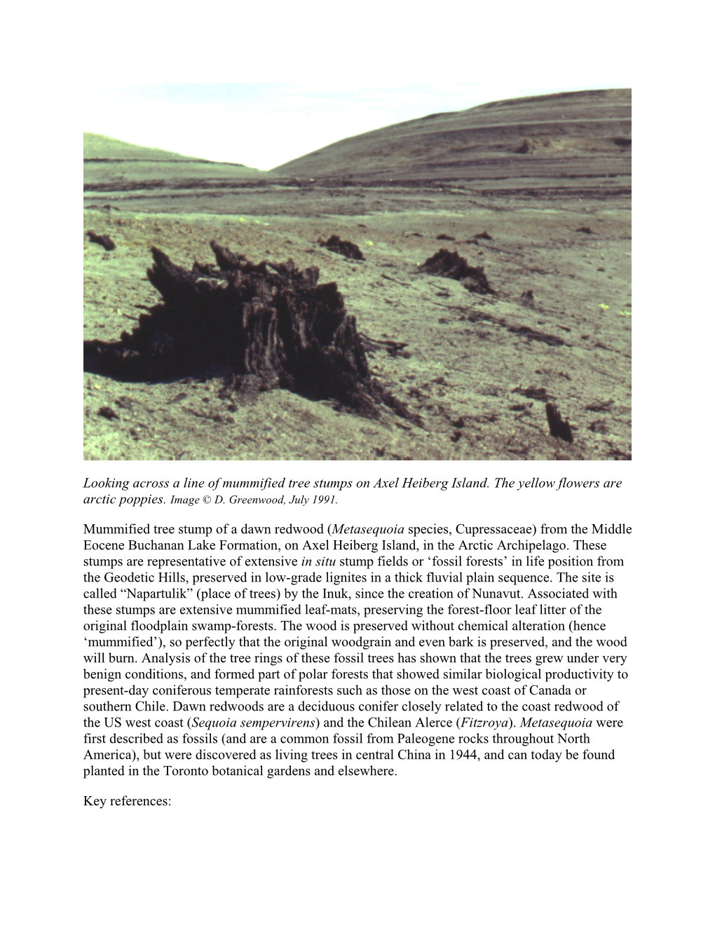 Looking Across a Line of Mummified Tree Stumps on Axel Heiberg Island