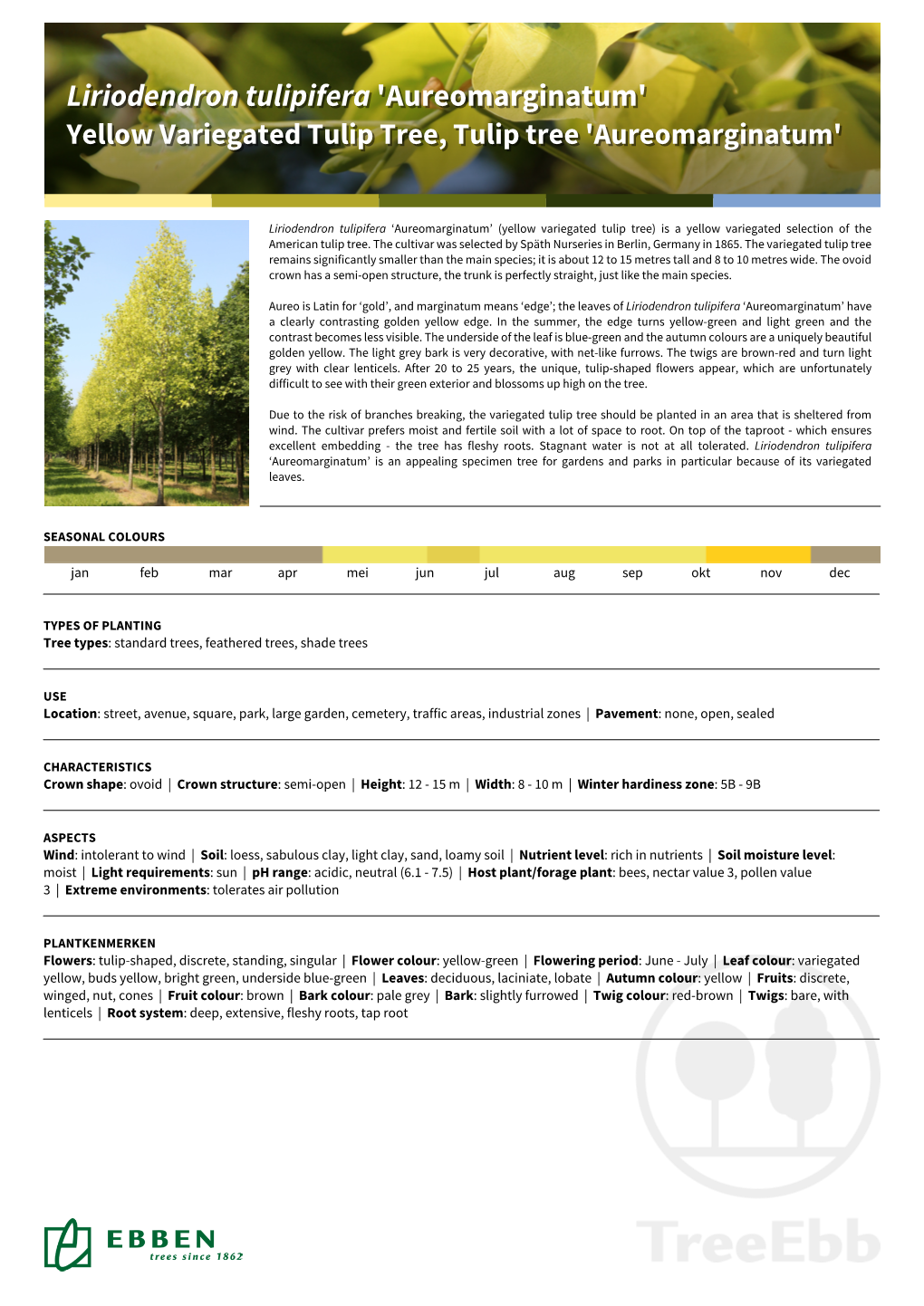 Liriodendron Tulipifera 'Aureomarginatum'