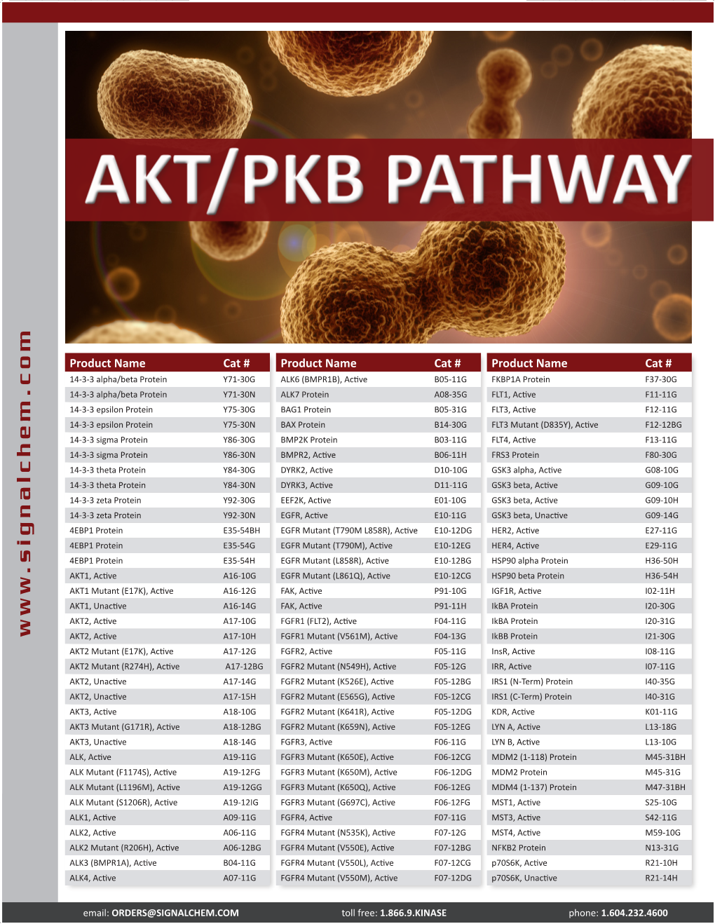 AKT/PKB Pathway