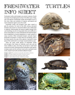 FRESHWATER TURTLES Info Sheet 1 Freshwater Turtles and Terrapins Are Ancient Creatures