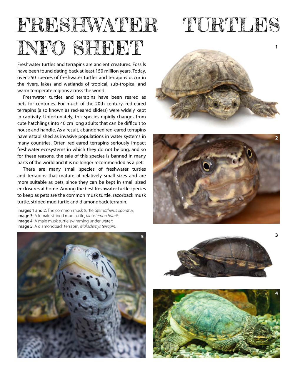 FRESHWATER TURTLES Info Sheet 1 Freshwater Turtles and Terrapins Are ...