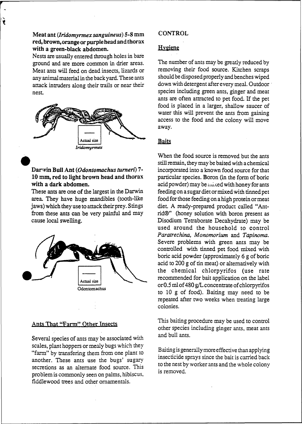 Meat Ant (Iridomyrmex Sanguineus) 5-8 Mm Red, Brown, Orange Or