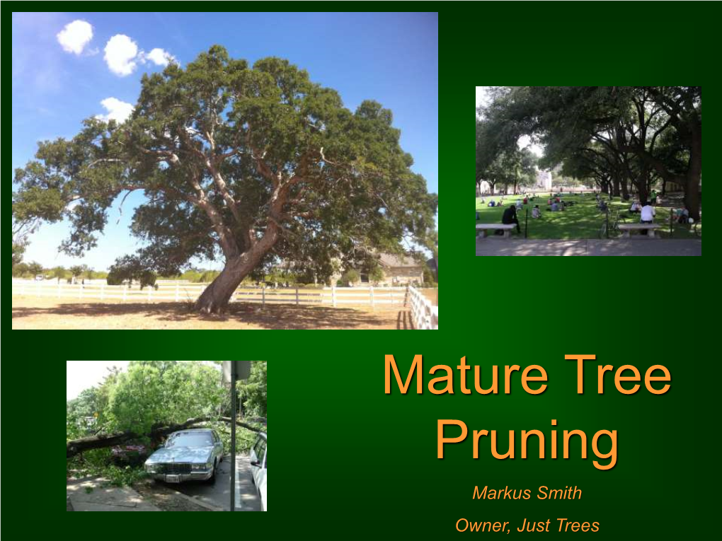 Mature Tree Pruning Markus Smith Owner, Just Trees Hire Professionals!! Always Perform an Inspection 1St