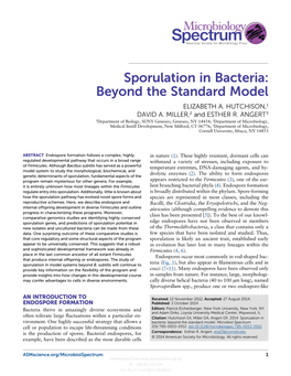 Sporulation in Bacteria: Beyond the Standard Model Structures (12, 13)