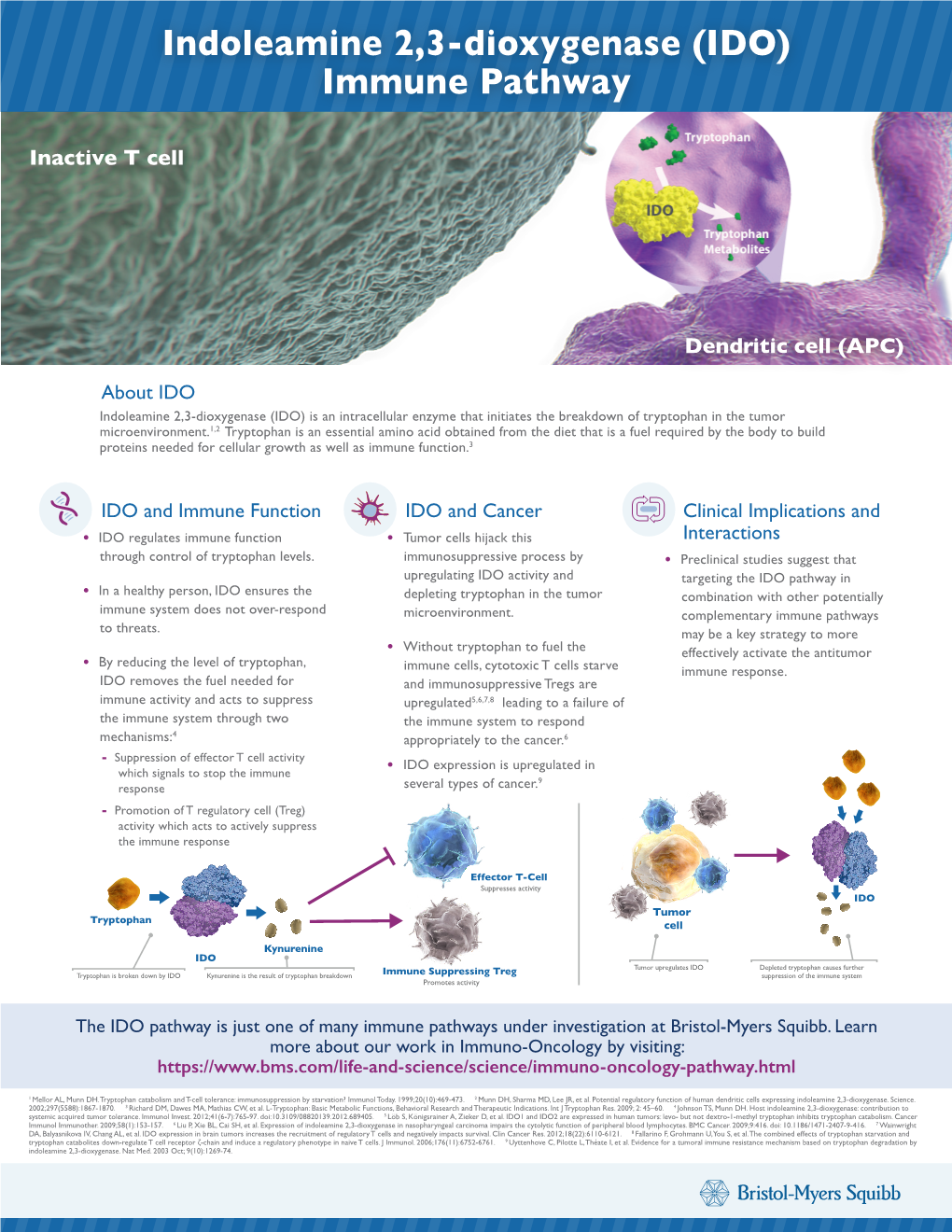 Indoleamine 2,3-Dioxygenase (IDO) Immune Pathway