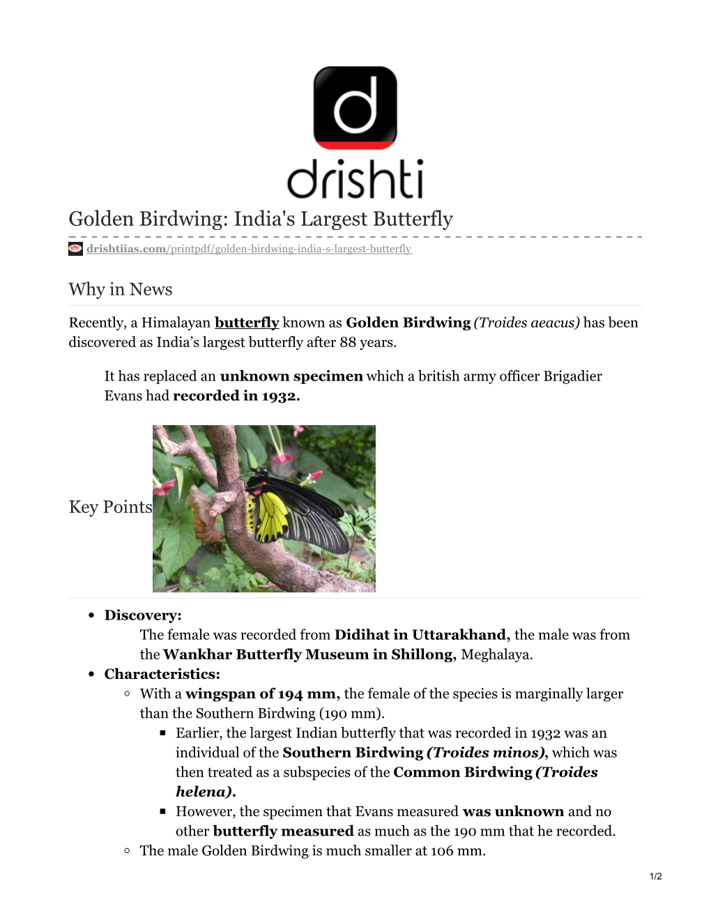 Golden Birdwing: India's Largest Butterfly