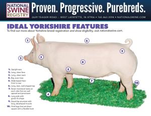 Yorkshire Features to ﬁnd out More About Yorkshire Breed Registration and Show Eligibility, Visit Nationalswine.Com