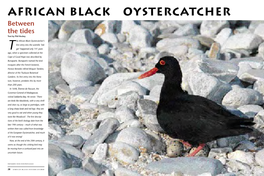 AFRICAN Black OYSTERCATCHER