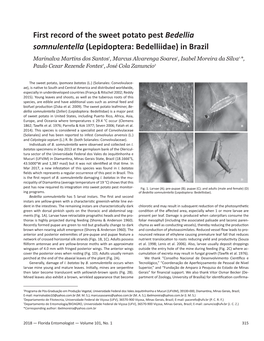 First Record of the Sweet Potato Pest Bedellia Somnulentella (Lepidoptera: Bedelliidae) in Brazil