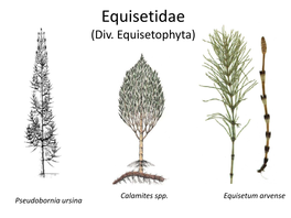 Equisetidae (Div