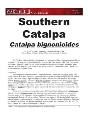 Catalpa Bignonioides