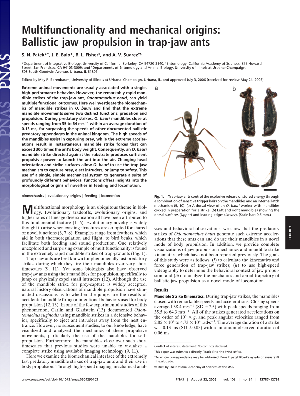 Ballistic Jaw Propulsion in Trap-Jaw Ants